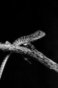 壁紙のカビを取り除く方法は？