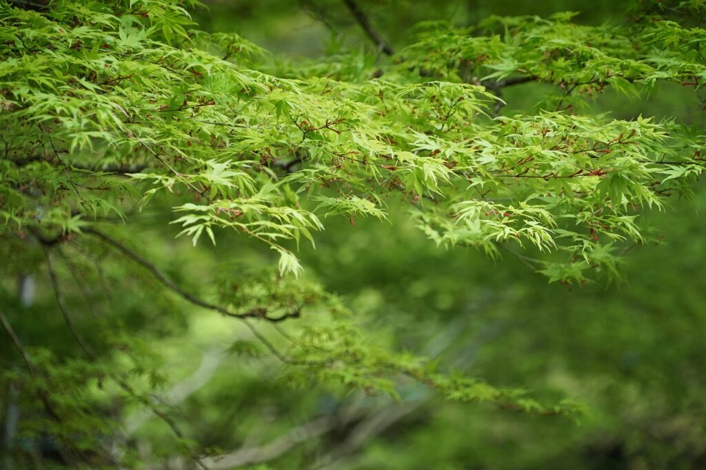 壁紙の黒カビを効果的に取り方は？