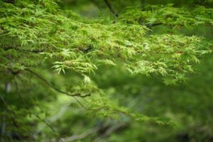壁紙の黒カビを効果的に取り方は？