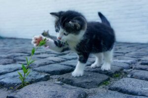 玄関のカビ臭いを消す方法にはどんなものがある？