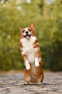 秋におけるダニの繁殖対策はどうすれば良い？