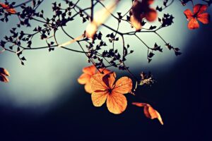エアコンのドライ運転でカビを防ぐ送風効果とは？